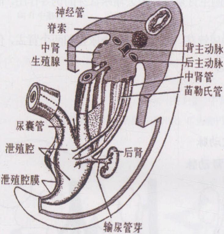 第三節 膀胱和尿道的胚胎發育